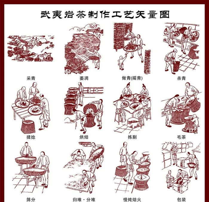 武夷岩茶制作工艺矢量图图片