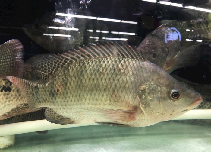 超市福寿鱼罗非鱼图片