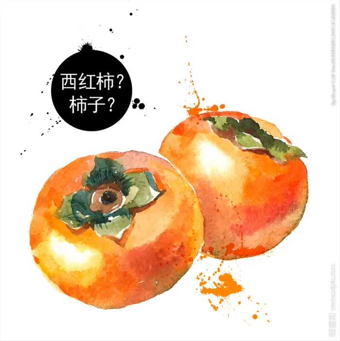 彩绘手绘柿子 矢量水果插画柿子图片