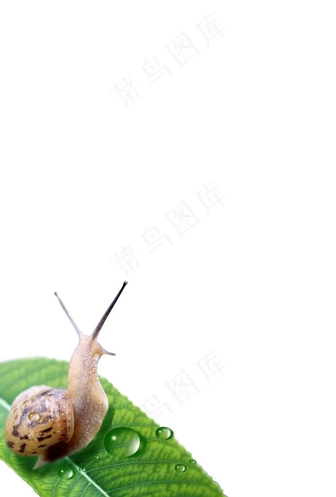 蜗牛 叶子 水滴图片