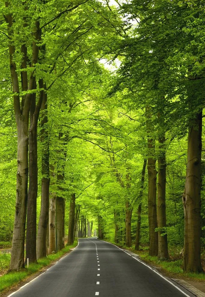 绿色森林图片图片