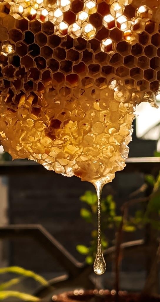 本素材作品名称为蜂巢图片,素材编号是2459806, 						是一张格式为