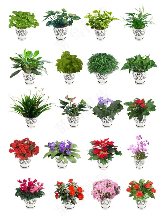 花卉 盆栽图片