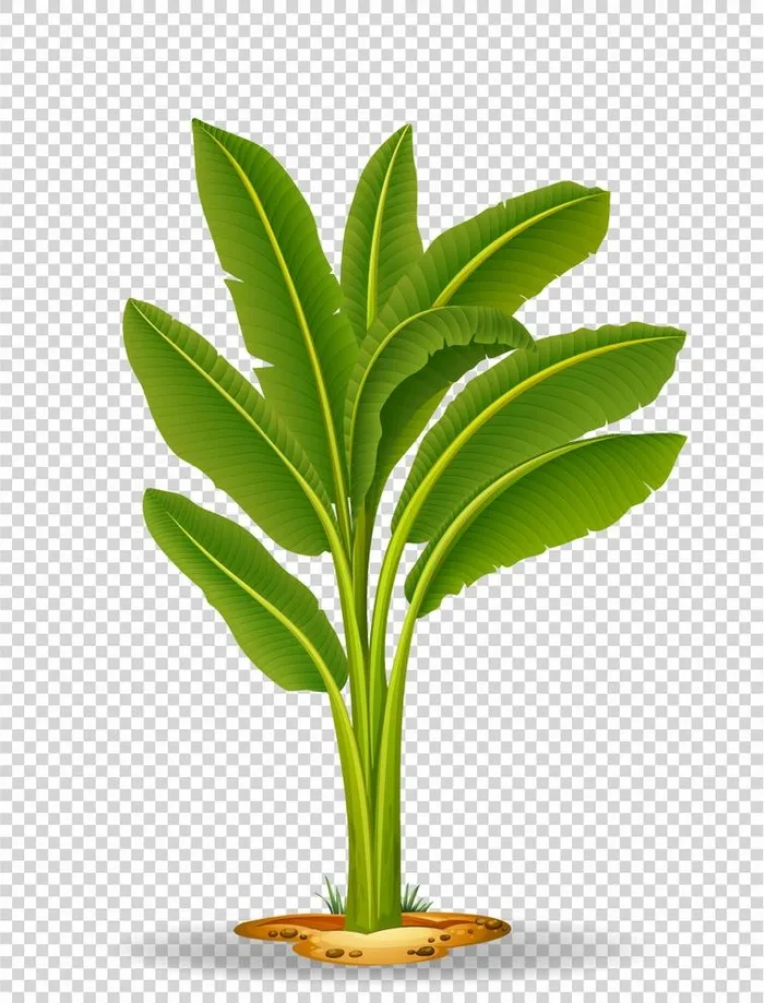 卡通芭蕉树矢量图图片0x0ai矢量模版下载