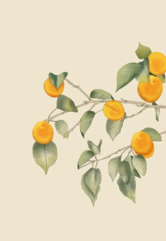 手绘杏树图片