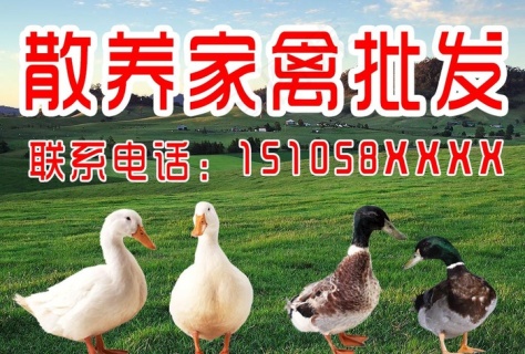 散养家禽 鸡鸭批发图片
