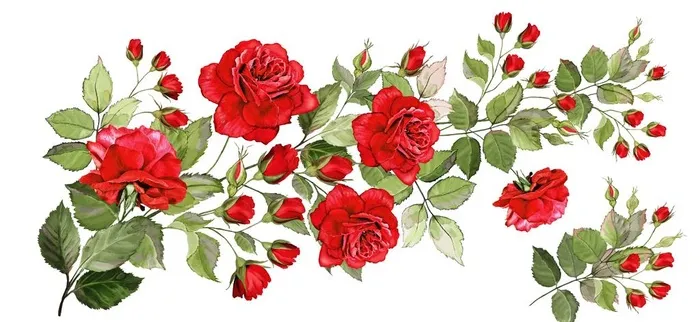 玫瑰月季蔷薇图片