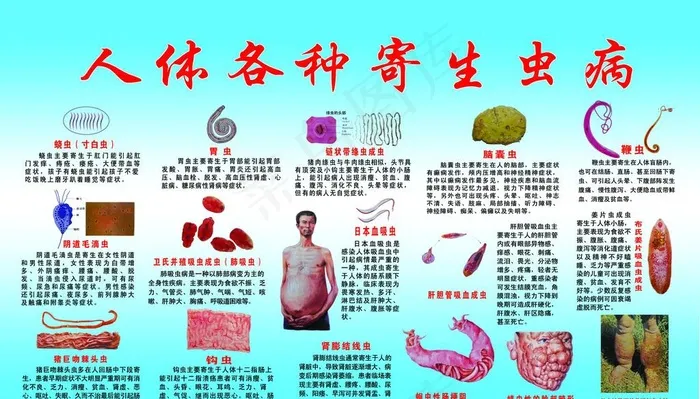 寄生虫病蛲虫寸白虫胃图片11811x7088dpi72psd模版下载