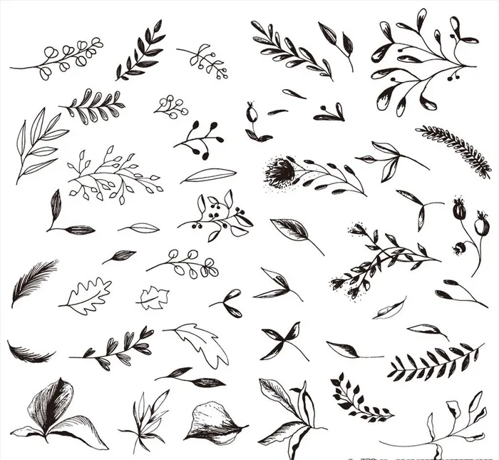 黑白素描花卉植物图片