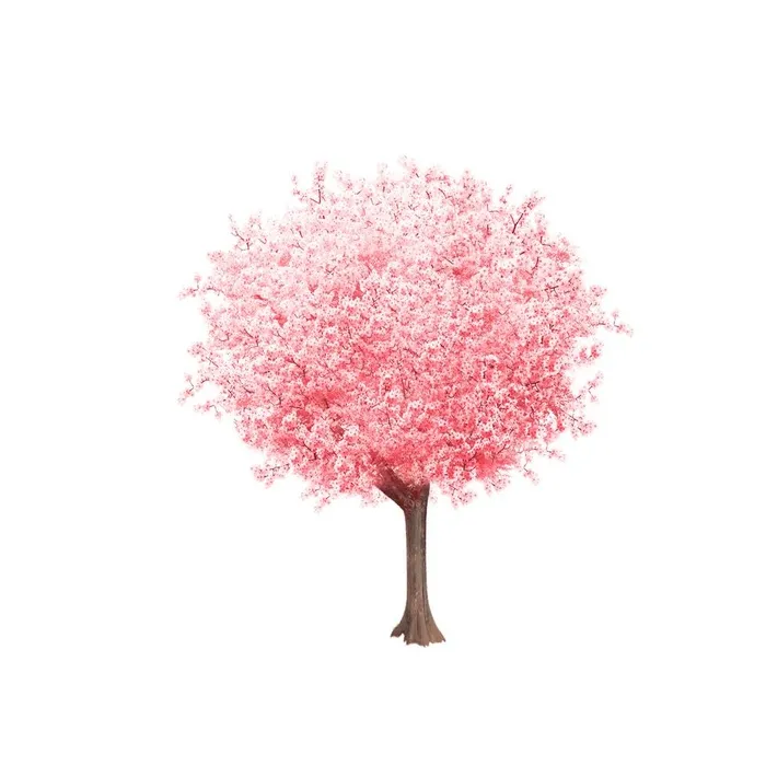 粉色樱花树图片