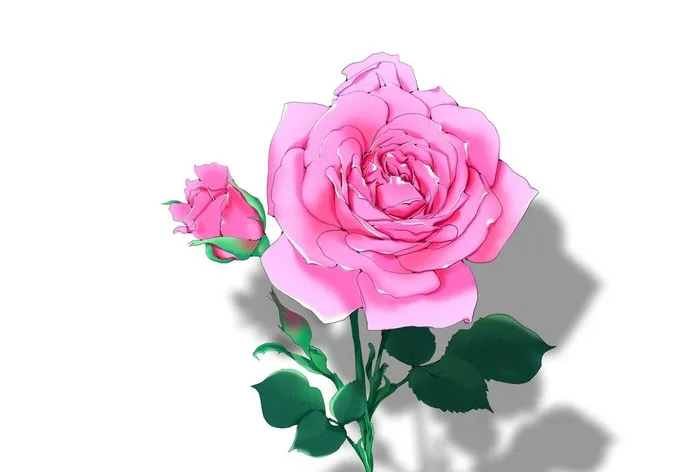 玫瑰花手绘插画图片
