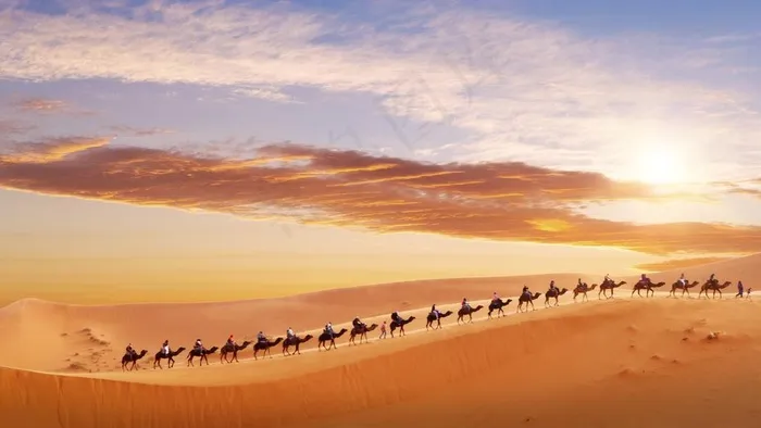 沙漠骆驼团队图片