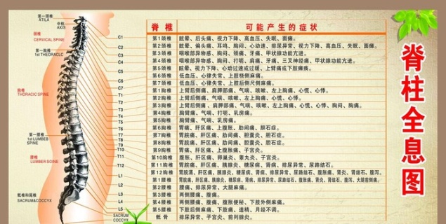 脊柱全息图图片