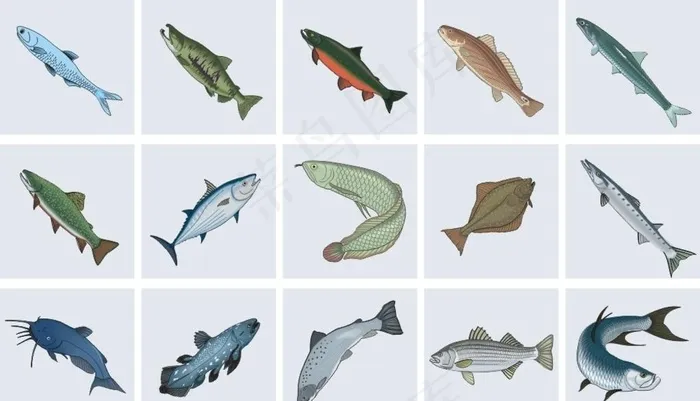 海鱼总汇 带鱼 活鱼 鱼类图片