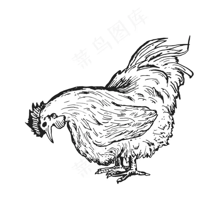 手绘线描黑白母鸡图片
