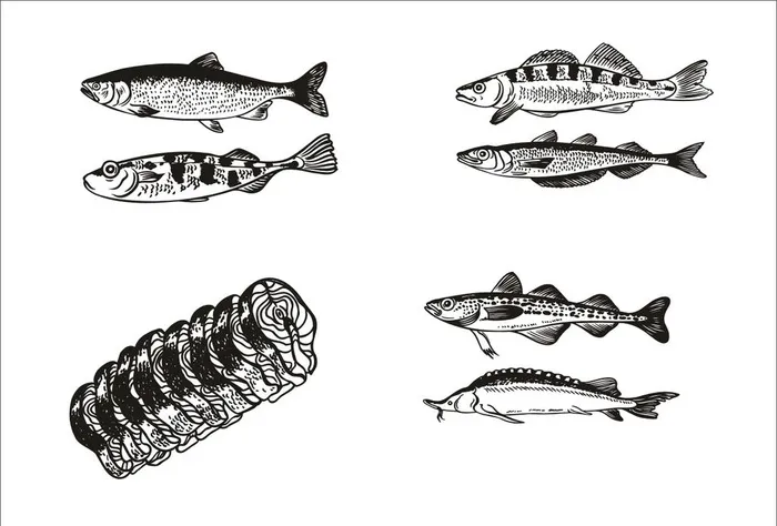 手绘线描鱼图片