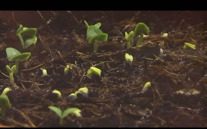 植物发芽生长视频素材