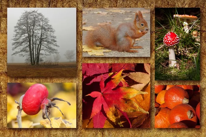 秋季，拼贴画，秋天的心情，秋天的节日，松鼠