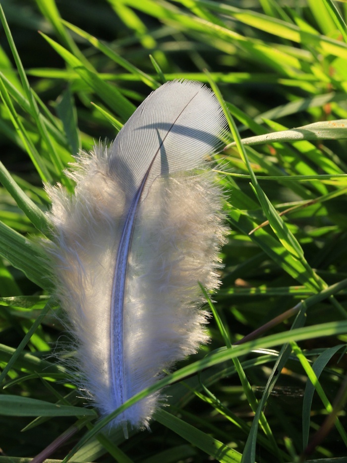 春天白色鸟飞通风微微向下鸟的羽毛