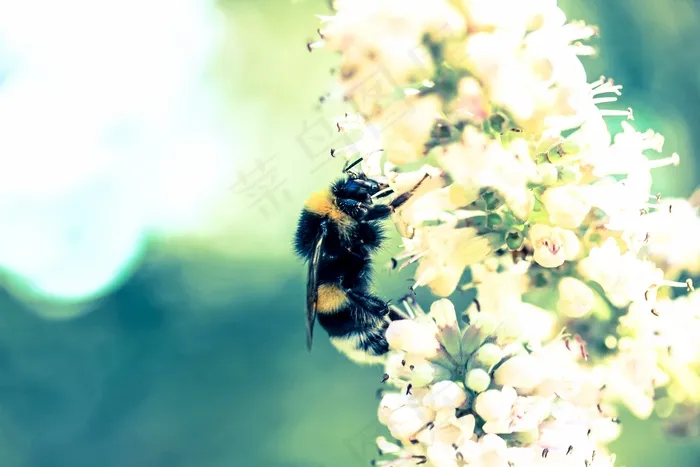 生活，美女，场景，自然，蜜蜂，授粉，嗡嗡声