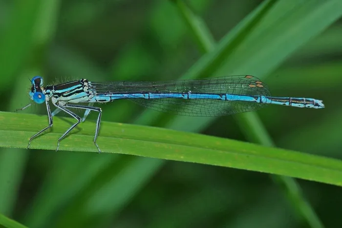 蜻蜓，昆虫，宏，关闭，蓝色的蜻蜓，自然