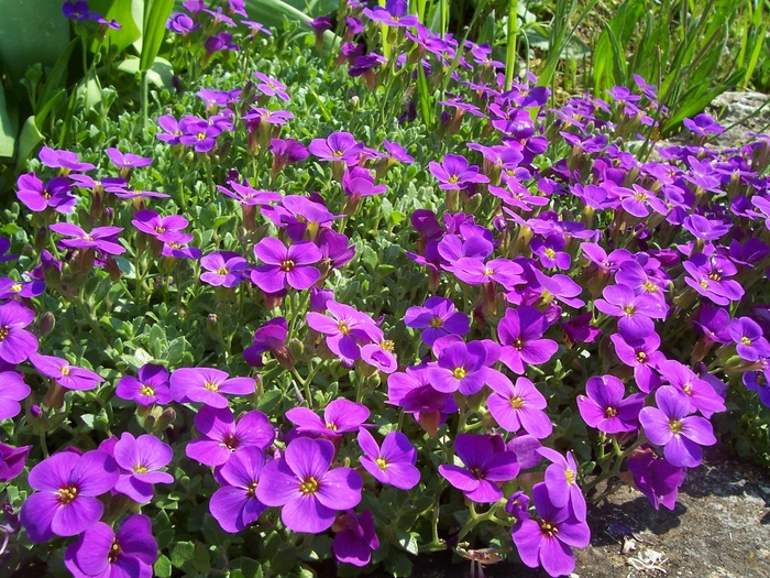 花,植物,春天,紫色,紫,花坛