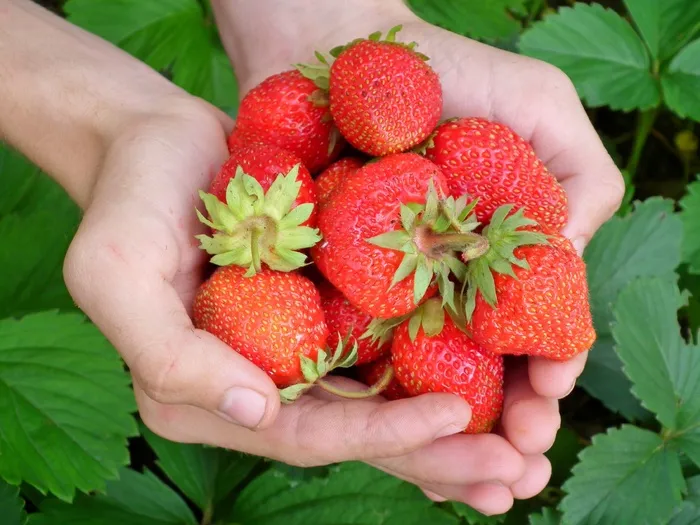 浆果，草莓，手，叶子，红色，野草莓