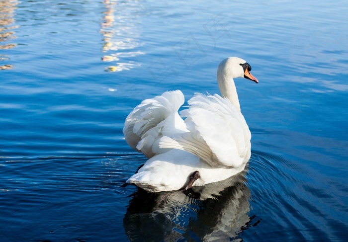天鹅鸟水池塘游泳美丽白