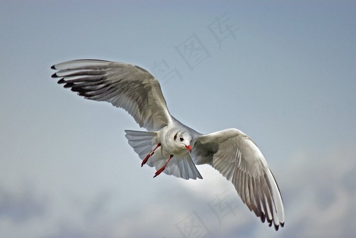 海鷗紅嘴鷗燕鷗黑嘴鷗卡通動漫人物海鷗的預測