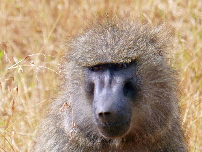 狒狒灵长类动物非洲肯尼亚