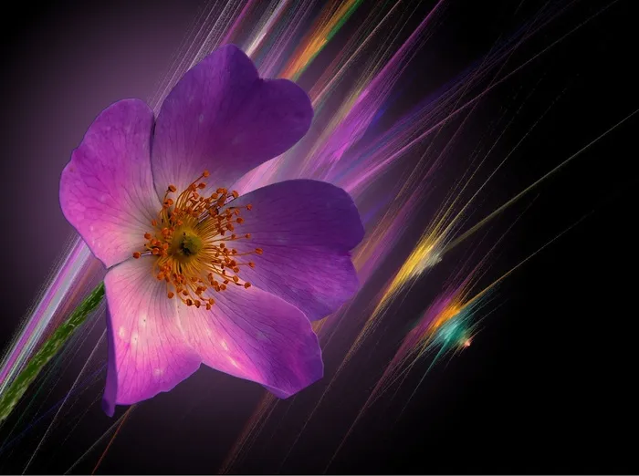 花卉,紫色花,菊花,吸顶灯,蝴蝶兰,盛开的紫罗兰花的特写镜头