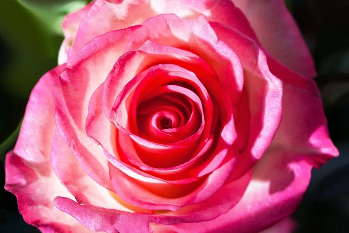 玫瑰，蔷薇科，复合材料，开花，性质