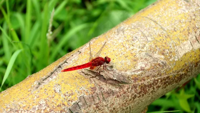 昆汀·冲，红蜻蜓，蜻蜓