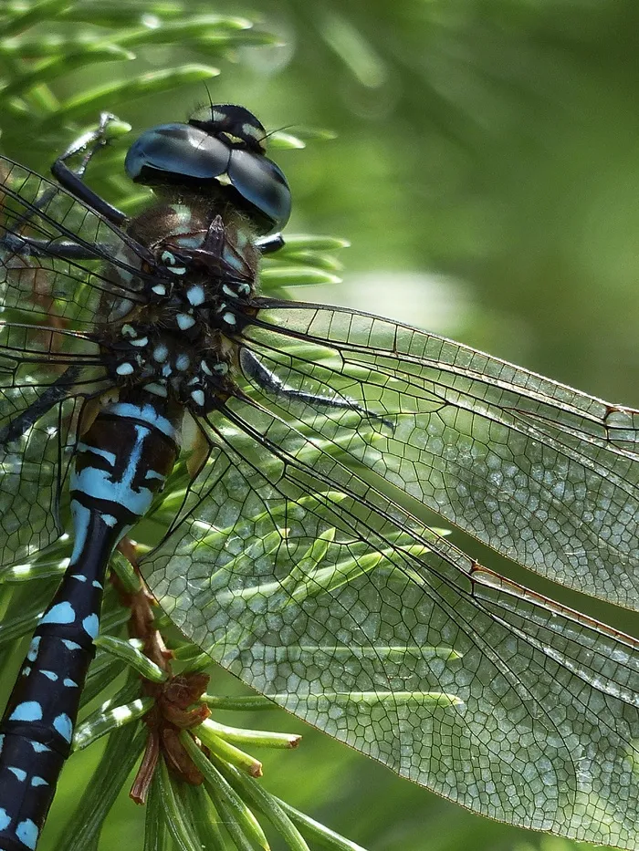蜻蜓，蓝色，黑色，棕色，宏，头，昆虫