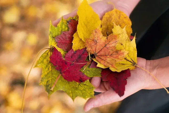 秋天的落叶，秋天的落叶，秋季，黄色，橙色，红色