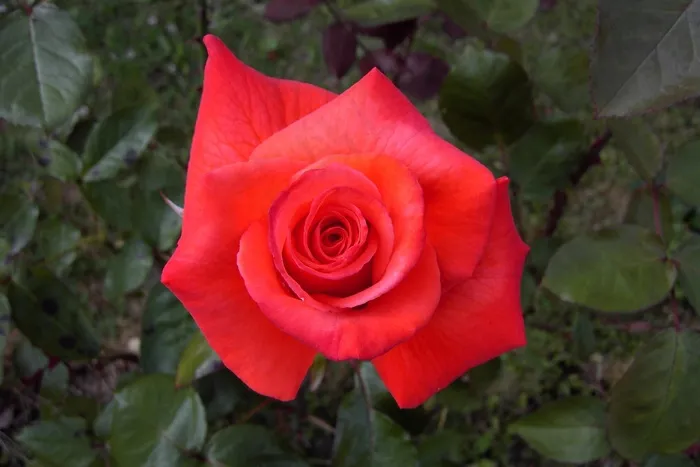 红玫瑰，花，植物，红色，玫瑰，爱情，浪漫