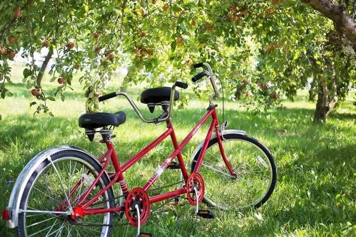 双人自行车，自行车，苹果园，苹果，自行车