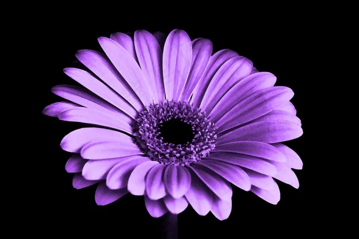 紫色，花，菊花，性质，紫色的小花