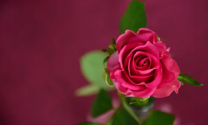 玫瑰，邀请，优惠券，粉红色，爱情，庆典