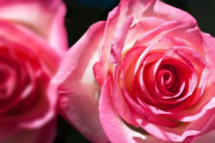 玫瑰，蔷薇科，复合材料，开花，性质