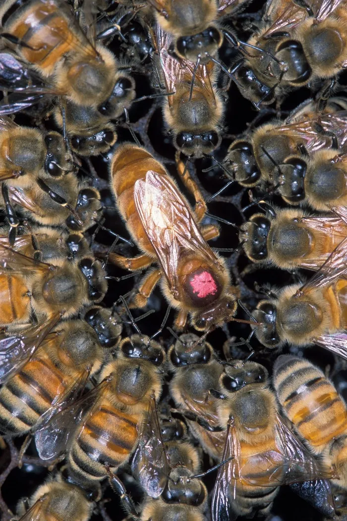 非洲蜜蜂，蜂巢，女王，工人，梳子，蜂蜜