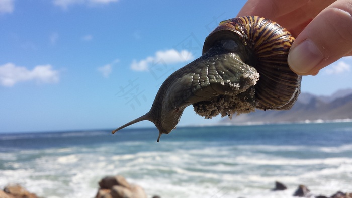 冲浪蜗牛真实图片图片