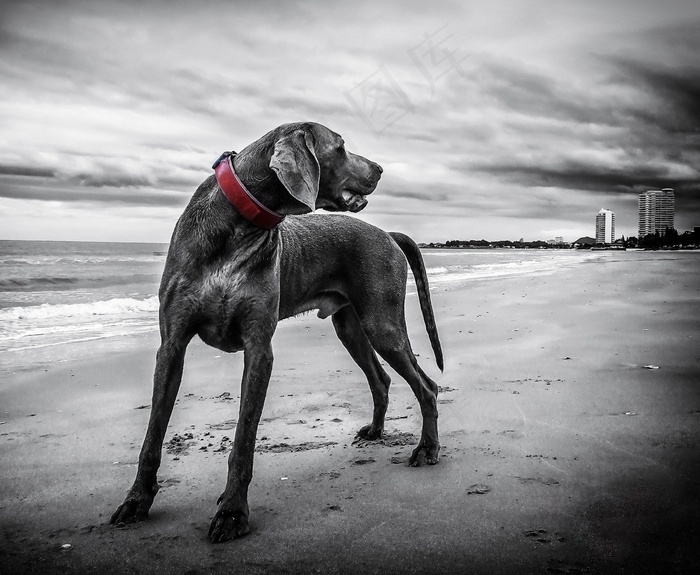 威瑪獵犬大丹犬意大利卡斯羅犬拉不拉多羅得西亞獵犬狗站在海灘上