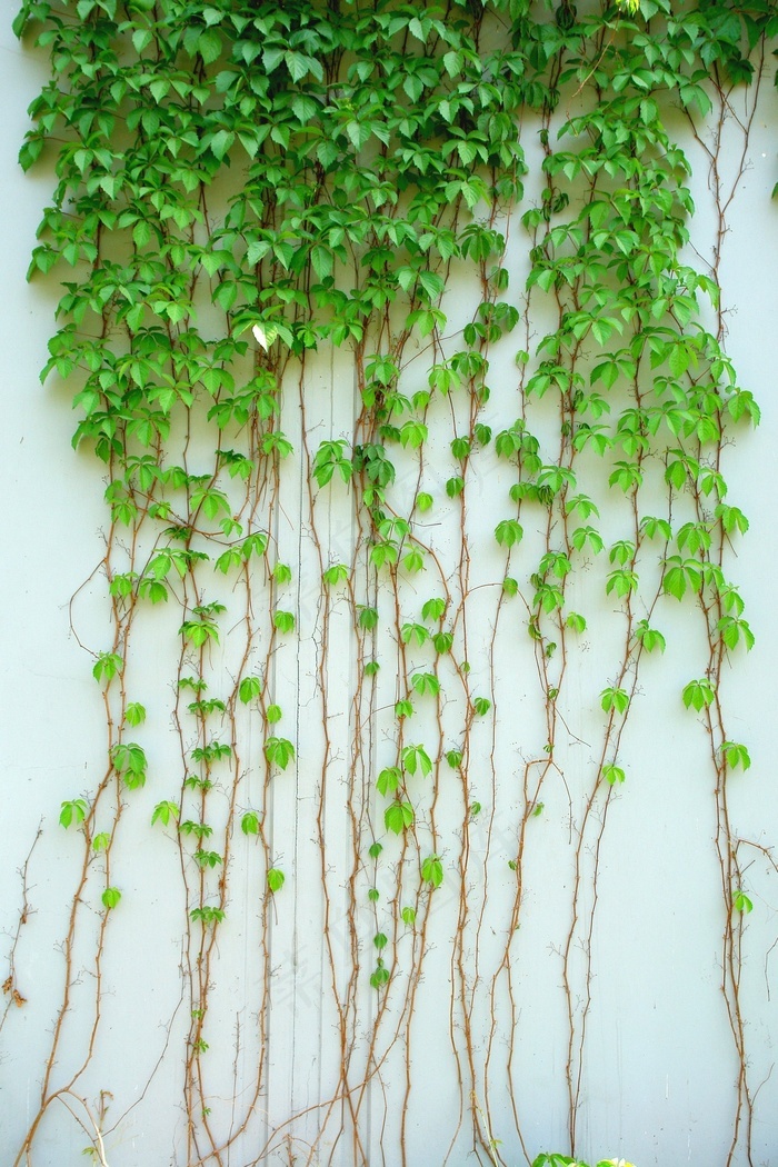 常春藤藤植物绿色叶绿叶攀爬