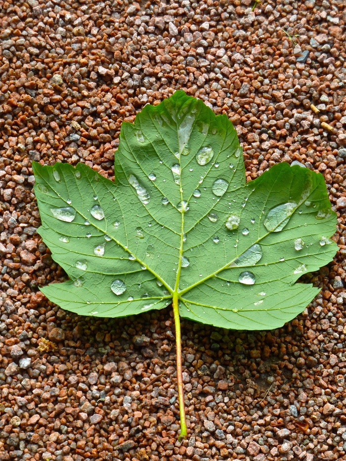 枫叶水滴绿色自然特写详细信息