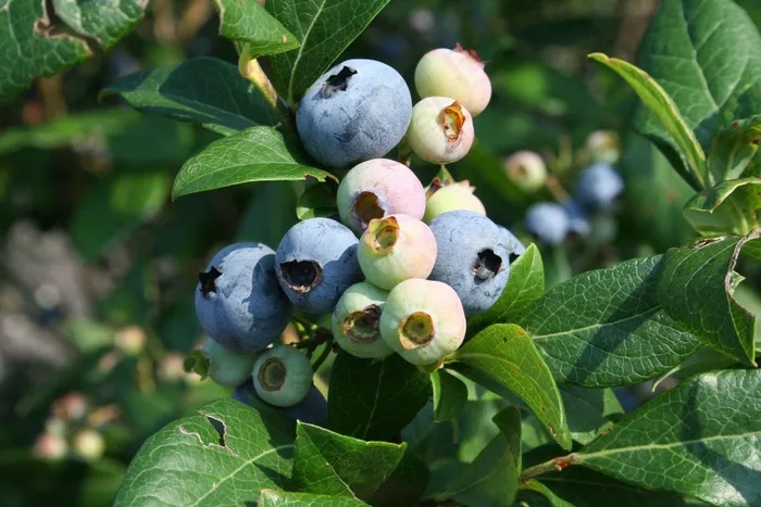 蓝莓，生长，植物，自然，健康，食品