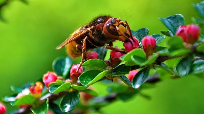 昆虫，欧洲大黄蜂，花蜜