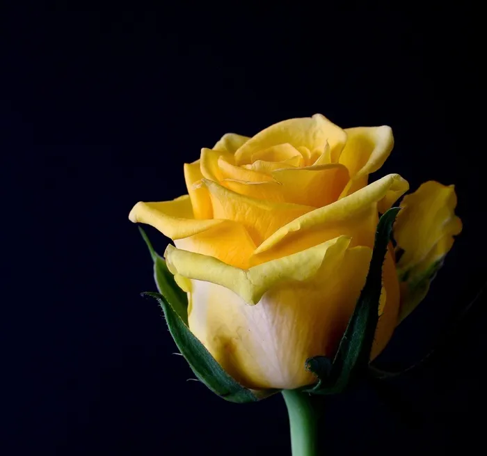 黄玫瑰,黄色玫瑰,月季,红橙色,玫瑰,黄玫瑰头花的观察镜头