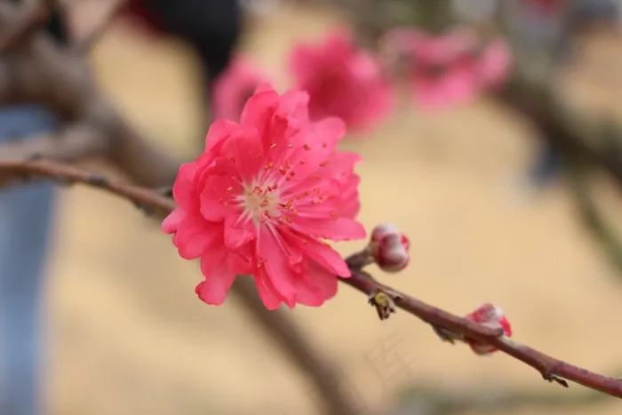 花，桃花，风景