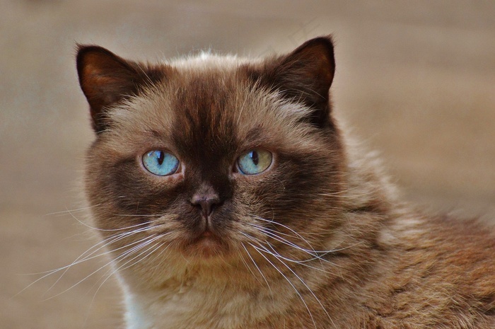 猫英国短毛猫mieze蓝眼睛毛皮棕色